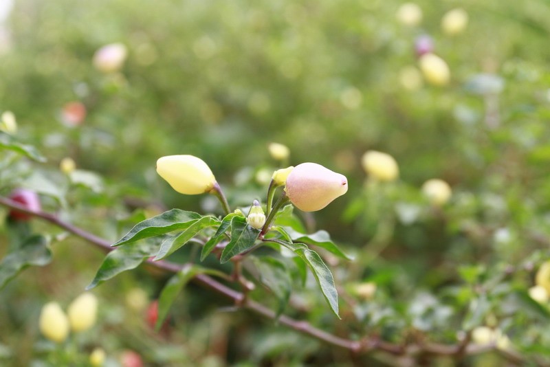 免费报名，送菜到家 | 这是一场颜值与颜值碰撞，美味与笑脸融合的活动
